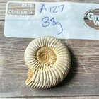Whole Polished White Ammonite Fossil