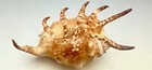 Strombus Vertriesti  New Species Described In 2022   128 71mm W operculum 