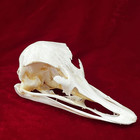 Taxidermy Real Animals Skulls  Real Bones Specimen  Taxidermy Supplies