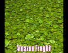 Amazon Frogbit Live Aquatic Plant Freshwater Fish Tank Floating Plant Shade