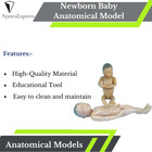 Newborn Baby Anatomical Model