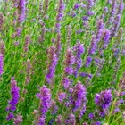 Hyssop Seeds   Non-gmo   Heirloom   Fresh Flower Seeds