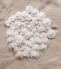 Sand Dollars 50pcs - Under 1  Inch - Small Natural White Sand Dollar - Sea Sh   
