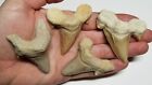 Lot Of 19 Large Good Quality Otodus Obliquus Shark Teeth Megalodon Fossil Tooth