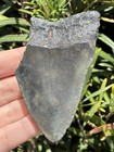 Natural Beautiful 3 24    Megalodon Tooth Fossil Shark Teeth