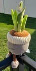Greenhouse Russ Calla Lily Plush Toy Stuffed Animal Peace Flower Pot Garden Feet