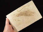 Three Big Natural Entwined 50 Million Year Old Leave Fossils Wyoming 838gr