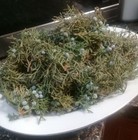 2 Pounds Fresh Organic Juniper   Leaves   With Berries  