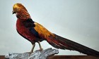 Taxidermy Red Golden Pheasant Feathers  Skin  Mount Mounted New 30  Tail