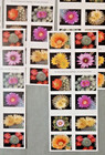 Usps Cactus Flowers Scott   5350 - 5359  Book Of 20 Forever Stamps   lot Of 5 