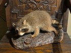 Taxidermy Raccoon Wall Mount Or Shelf  Very Nice 