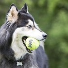 Kong - Squeakair Ball - Dog Toy Premium Squeak Tennis Balls  Gentle On Teeth -