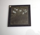 Photo Daffodils   Narcissus Flowers C1910 Antique Magic Lantern Slide
