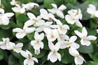 30  Viola  royal Wedding  Flower Seeds - Sweetly Scented Bright White Violet