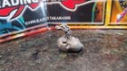 Vintage Mini Baby Dragon Hatchling Egg Pewter Fantasy 1  Figure Figurine