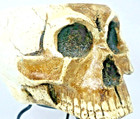Halloween Gothic Skull With Bullet Hole Food Holder 9 x 9  Metal Stand Attached