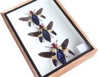 3 Real Jjewel Beetles Chrysochroa Duqueti Rugicollis Rugicol Insect Taxidermy