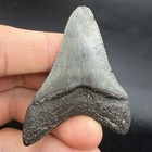 2 37    Real Megalodon Shark Tooth Fossil Swfl