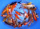 11-lot Assorted 2 -4  Standard Fin Live Koi Fish A-quality For Pond Garden Pkf