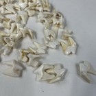 Lot Of 50 Real Coyote Molars Teeth Taxidermy Art Weird Odd Project Unqiue   4103