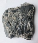 Neuropteris Fossil   300 Million Year Old Plant Fossil 
