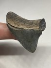 Megalodon Shark Tooth Natural Fossil Teeth Florida