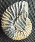 Glowing 2    Deshayesites Fossil Ammonite     Shilovka  Ulyanovsk  Russia