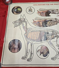 Vtg 1970s Dog Anatomy Poster Veterinarian Practitioner Chart Medical Purina 1976