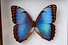 Vintage Taxidermy Real Butterfly Mounted Framed Blue Morpho Deidamia