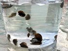 50  Live Bladder Snails  physella Acuta -algae Eater  Feeder Snails  Puffer Food
