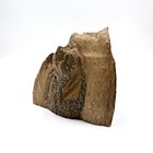 Collective Wild Natural Malaysia Aquilaria Agarwood Wood Stumb                                                 