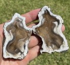 Agatized Corral Geode With Druzy Calcite Crystals Inside  Rare Specimen From Fl