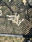 Coyote Bone Lot     100  Bones All From One Coyote
