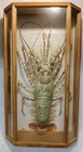 Rare Large Unique Taxidermy Lobster Wood   Glass Case  not A Protected Species 