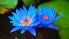 20 Blue Lotus Seeds - Rare Nymphaea Nouchali - Egyptian Lotus Flower Seeds