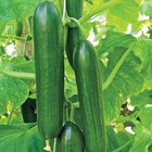 50  Ashley Long Cucumber Seeds ------ Heirloom - Organic -- Fresh