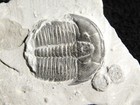 509 Million Year Old  Elrathia Trilobite Fossil From Cambrian Utah 5 84gr  c