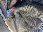 Turkey Decoys Avian X