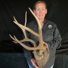 Mule Deer Plaque Mount Antlers Antlers Taxidermy Antler Horn Elk Moose Horn  405