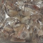 4 Lb Lot Cut Strawberry Seashells Craft Shells Coastal Beach Decor Supply
