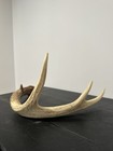 Whitetail Deer Shed Antler 4 Point Single Grade A Brown Crafting Taxidermy 17 