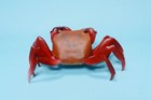 Bandai Diversity Of Life Crustaceans Whole Red Clawed Crab Figure Us Seller New