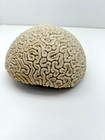 Large Natural White Vintage Brain Coral Approx  8 Lbs 8in By 8in By 4in