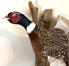 Ring-necked Pheasant Flying Wall Mount Driftwood Base Taxidermy Large   24  Wing