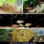 Sungrow Catappa Indian Almond Leaves  7-8 Inches 10 10 Count  pack Of 1  