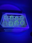 Vintage Shot Glasses Set Of 8 Etched Vaseline 1930 s   Carrier - They Glow 