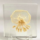 2 9  Real Jellyfish In Clear Lucite Resin Preserved Sea Marine Animal Collection