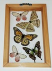 Real Framed Butterflies 5 Amazing Butterflies Mounted Double Glass Size 5 5x8 5 