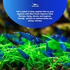 Seam Oasis - 20   Blue Dream Shrimp Neocaridina Shrimp   Free Shipping