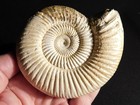 Big  111 Million Year Old  Polished White Ribbed Ammonite Fossil W Stand 295gr